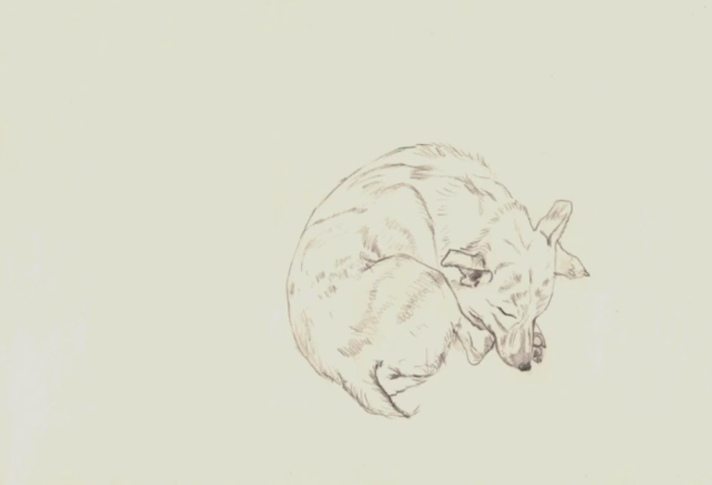 Still from 'Quiet Please' of a sketch of a small dog curled up, asleep.